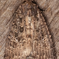 Condica aroana (Small Condica Moth) at Melba, ACT - 15 Mar 2021 by kasiaaus