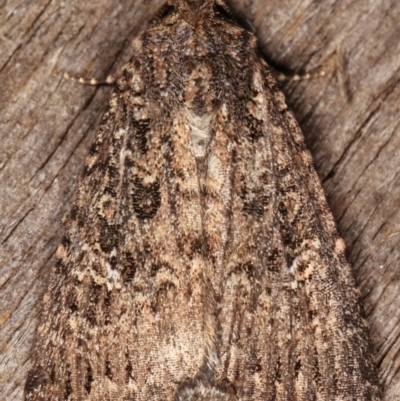 Condica aroana (Small Condica Moth) at Melba, ACT - 15 Mar 2021 by kasiaaus