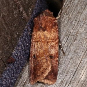 Agrotis porphyricollis at Melba, ACT - 15 Mar 2021 10:02 PM