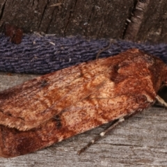 Agrotis porphyricollis at Melba, ACT - 15 Mar 2021 10:02 PM