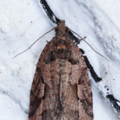 Epitymbia (genus) at Melba, ACT - 14 Mar 2021 10:55 PM