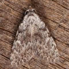 Nola (genus) (A Noctuid moth) at Melba, ACT - 15 Mar 2021 by kasiaaus