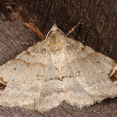 Syneora hemeropa (Ring-tipped Bark Moth) at Melba, ACT - 15 Mar 2021 by kasiaaus