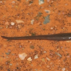 Hirudinea sp. (Class) (Unidentified Leech) at ANBG - 21 Mar 2021 by TimL