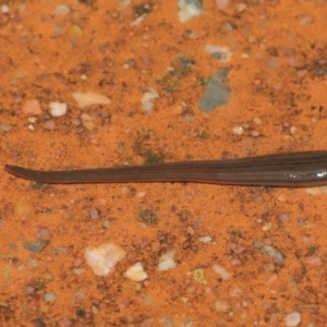 Hirudinea sp. (Class) at Downer, ACT - 21 Mar 2021 11:46 AM