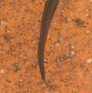 Hirudinea sp. (Class) at Downer, ACT - 21 Mar 2021