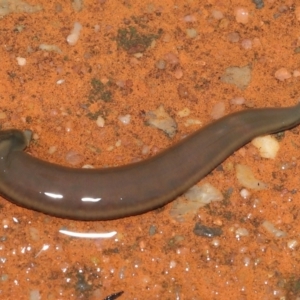 Hirudinea sp. (Class) at Downer, ACT - 21 Mar 2021 11:46 AM