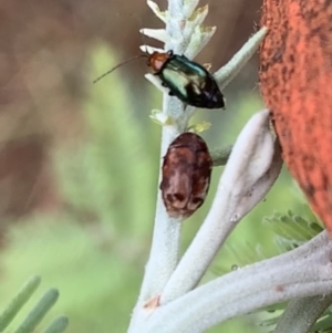 Adoxia benallae at Murrumbateman, NSW - 22 Mar 2021 11:11 AM