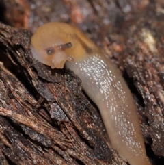 Ambigolimax sp. (valentius and waterstoni) (Striped Field Slug) at Downer, ACT - 21 Mar 2021 by TimL