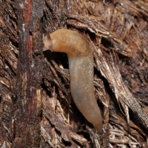 Ambigolimax nyctelia at Downer, ACT - 21 Mar 2021