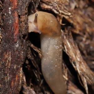 Ambigolimax nyctelia at Downer, ACT - 21 Mar 2021