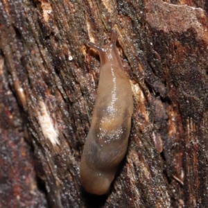 Ambigolimax sp. (valentius and waterstoni) at Downer, ACT - 21 Mar 2021