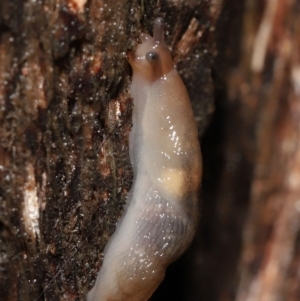 Ambigolimax sp. (valentius and waterstoni) at Downer, ACT - 21 Mar 2021