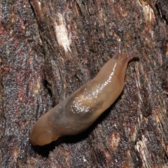 Ambigolimax sp. (valentius and waterstoni) at Downer, ACT - 21 Mar 2021