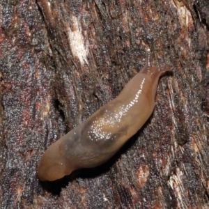 Ambigolimax sp. (valentius and waterstoni) at Downer, ACT - 21 Mar 2021