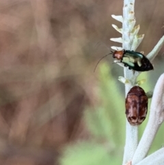 Elaphodes sp. (genus) at Murrumbateman, NSW - 22 Mar 2021
