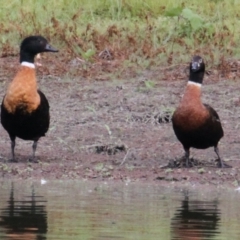 Tadorna tadornoides (Australian Shelduck) at Splitters Creek, NSW - 17 Mar 2021 by PaulF