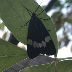 Nyctemera amicus at Garran, ACT - 15 Mar 2021 07:35 AM