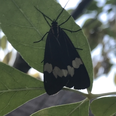 Nyctemera amicus (Senecio Moth, Magpie Moth, Cineraria Moth) at Garran, ACT - 14 Mar 2021 by Tapirlord