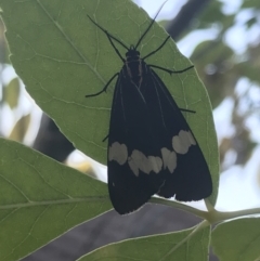 Nyctemera amicus at Garran, ACT - 15 Mar 2021 07:35 AM