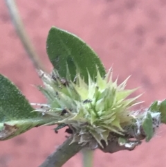 Alternanthera pungens at Garran, ACT - 15 Mar 2021