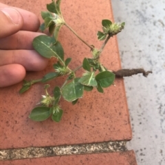 Alternanthera pungens at Garran, ACT - 15 Mar 2021 06:19 PM