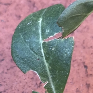 Alternanthera pungens at Garran, ACT - 15 Mar 2021