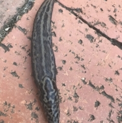 Limax maximus (Leopard Slug, Great Grey Slug) at Garran, ACT - 15 Mar 2021 by Tapirlord