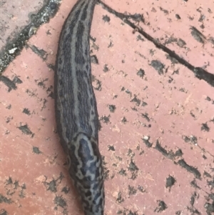 Limax maximus at Garran, ACT - 15 Mar 2021