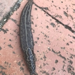 Limax maximus at Garran, ACT - 15 Mar 2021 06:48 PM