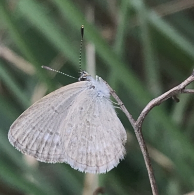 Zizina otis (Common Grass-Blue) at Lyneham, ACT - 16 Mar 2021 by Tapirlord