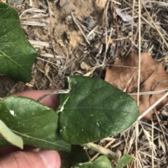 Araujia sericifera at Phillip, ACT - 16 Mar 2021 03:53 PM