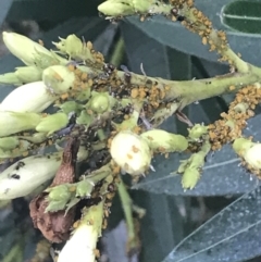 Aphis nerii (Milkweed Aphid) at Garran, ACT - 16 Mar 2021 by Tapirlord