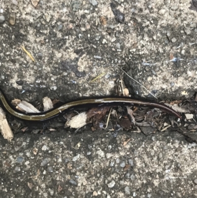 Caenoplana bicolor (Two-tone Planarian) at Garran, ACT - 17 Mar 2021 by Tapirlord