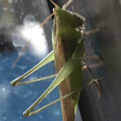 Conocephalomima barameda at Phillip, ACT - 18 Mar 2021 07:48 AM