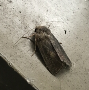 Proteuxoa unidentified species (MoV sp.21) at Phillip, ACT - 18 Mar 2021