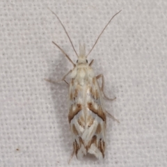 Heliocosma argyroleuca (A tortrix or leafroller moth) at Melba, ACT - 16 Mar 2021 by kasiaaus