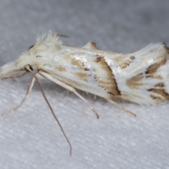 Heliocosma argyroleuca at Melba, ACT - 16 Mar 2021 12:36 AM