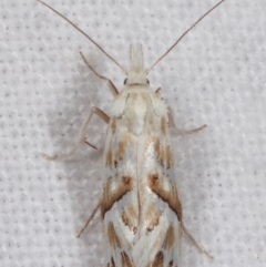 Heliocosma argyroleuca at Melba, ACT - 16 Mar 2021