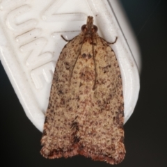 Tortricinae (subfamily) (A tortrix moth) at Melba, ACT - 15 Mar 2021 by kasiaaus