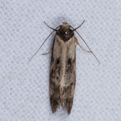 Palimmeces leucopelta (A concealer moth) at Melba, ACT - 16 Mar 2021 by kasiaaus