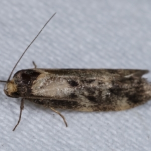 Palimmeces leucopelta at Melba, ACT - 16 Mar 2021