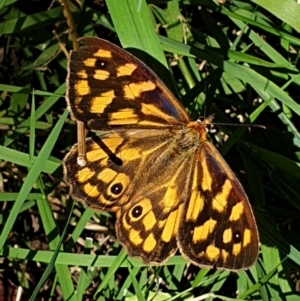 Heteronympha paradelpha at Cook, ACT - suppressed