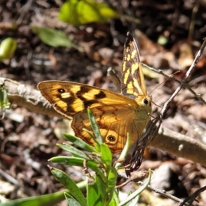 Heteronympha paradelpha at Cook, ACT - suppressed