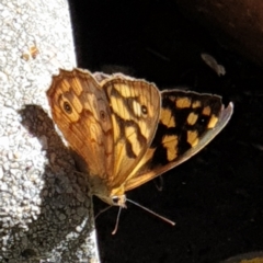 Heteronympha paradelpha at Cook, ACT - suppressed