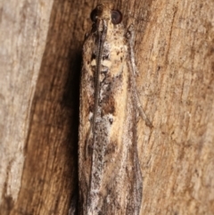 Morosaphycita oculiferella at Melba, ACT - 16 Mar 2021