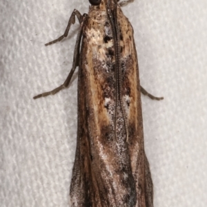 Morosaphycita oculiferella at Melba, ACT - 16 Mar 2021