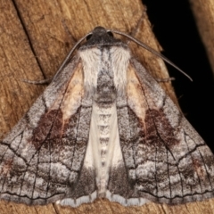 Stibaroma melanotoxa (Grey-caped Line-moth) at Melba, ACT - 15 Mar 2021 by kasiaaus