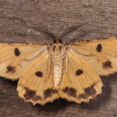 Scioglyptis lyciaria (White-patch Bark Moth) at Melba, ACT - 16 Mar 2021 by kasiaaus