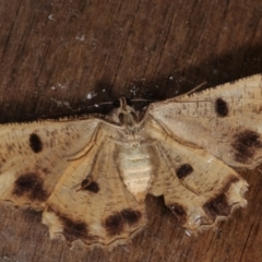 Scioglyptis lyciaria (White-patch Bark Moth) at Melba, ACT - 16 Mar 2021 by kasiaaus